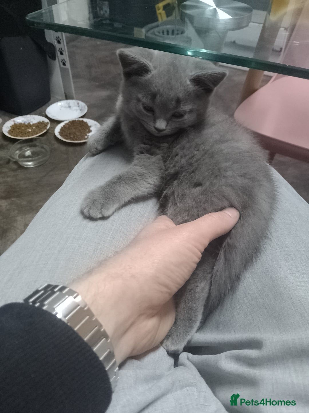 British Shorthair cats for sale: Purebred champion British shorthair boy for sale - Image 6