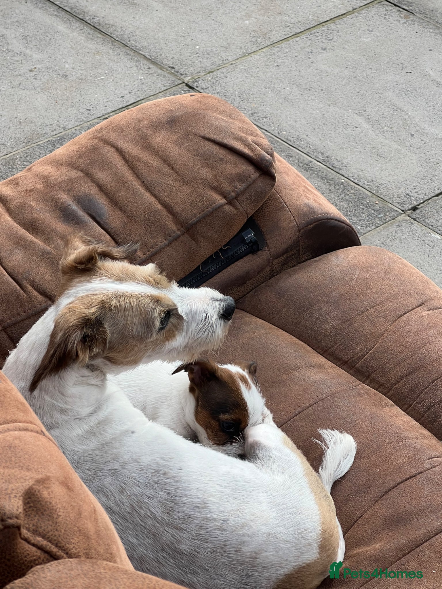 Jack Russell dogs Jack Russell Female puppy - Advert 2