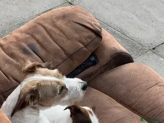 Jack Russell dogs Jack Russell Female puppy - Advert 1