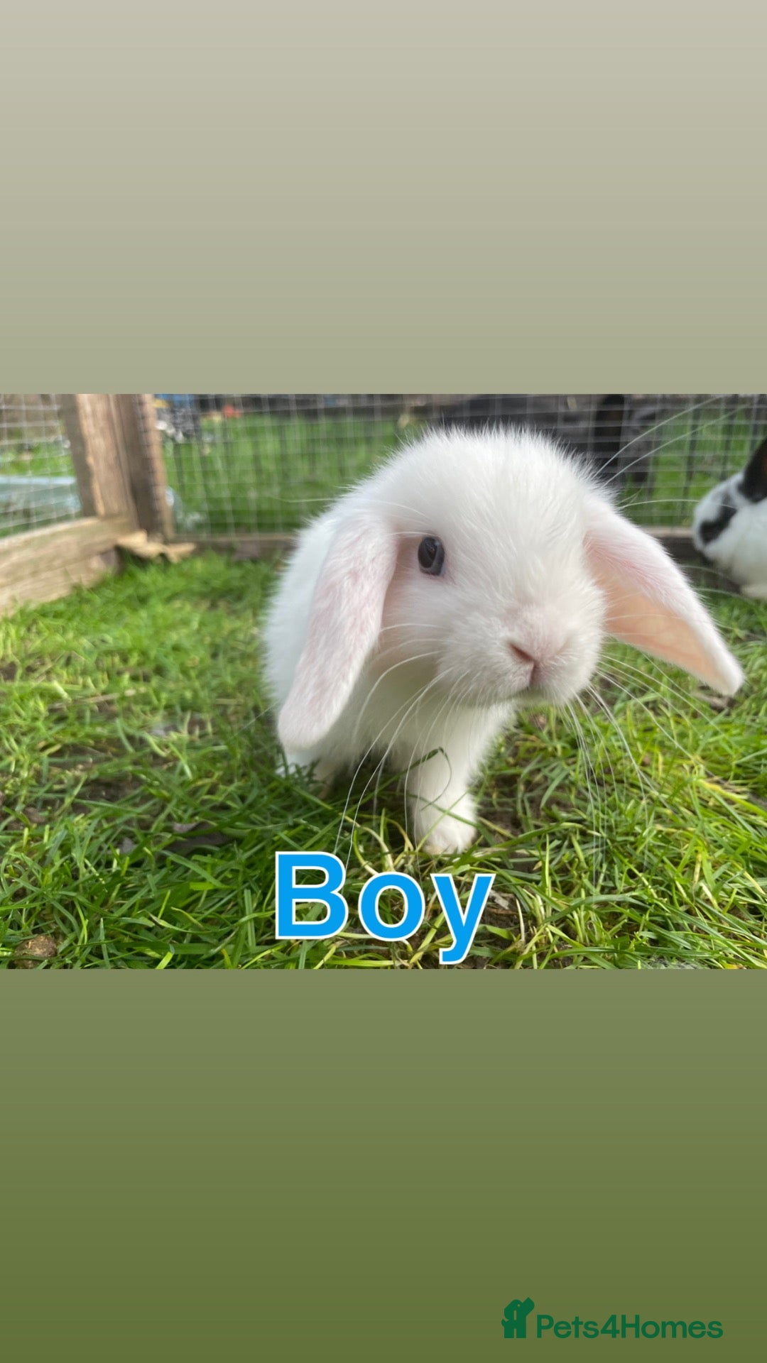 Mini Lion Lop rabbits  Baby mini lion lops born on 12 August  - Advert 8