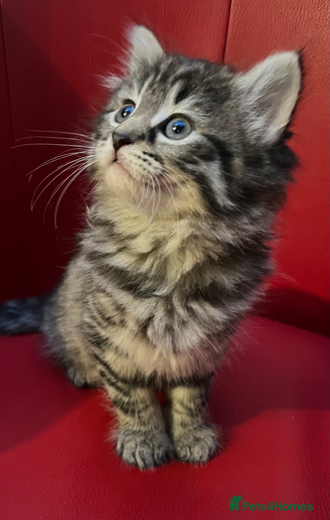 Mixed Breed cats for sale: Three Gorgeous Girls For sale. - Advert 4