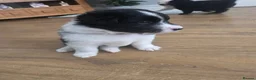 Mixed Breed dogs for sale: Beautiful rare Retriever/Collie & Samoyed Puppies. - Advert 25