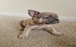 French Bulldog dogs for sale: Rosie litter  - Image 24
