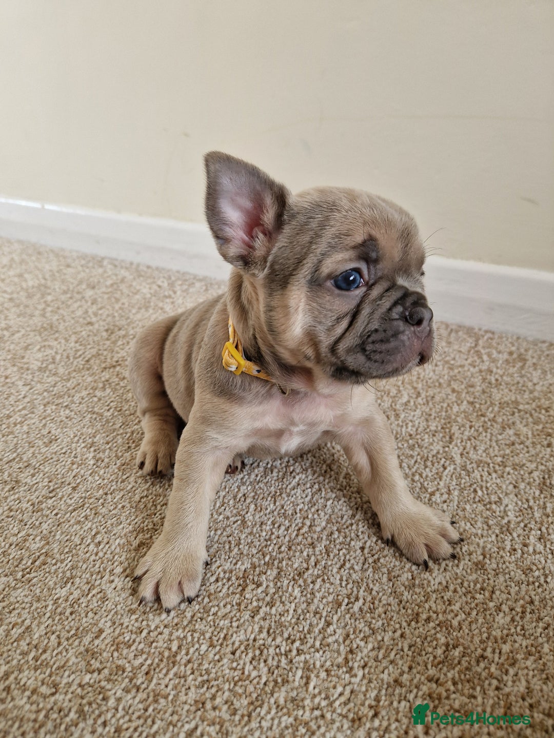 French Bulldog dogs for sale: Rosie litter  - Image 24