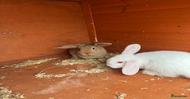 Mixed Breed rabbits - Advert 3