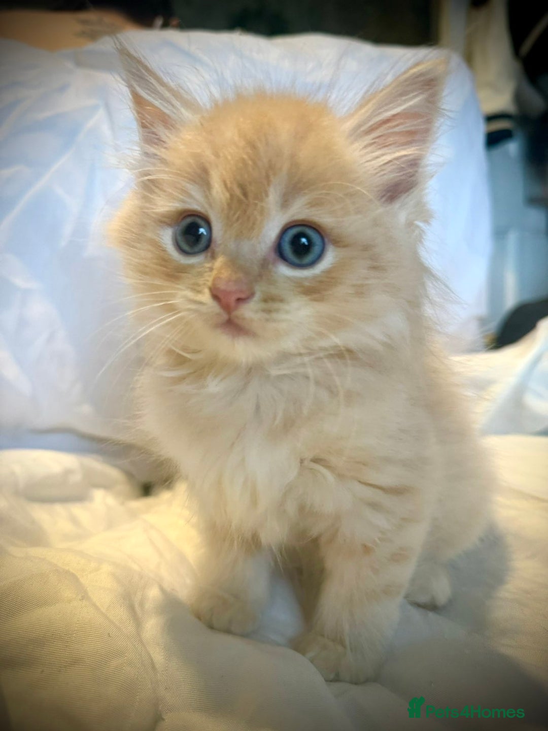 Ragdoll cats for sale: Ragdolls  - Image 8