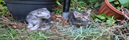 Mixed Breed cats for sale: Maine Coon Cross fluffy kittens - Advert 5