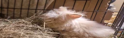 Lionhead rabbits for sale: Purebred double maned super fluffy lionhead girls - Advert 6