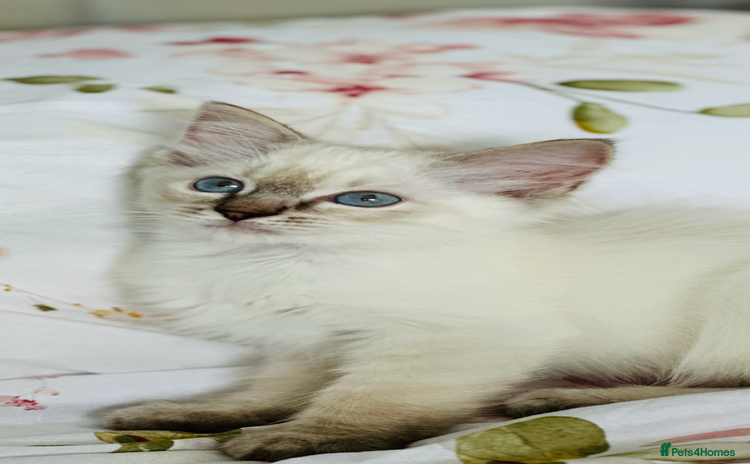 Ragdoll cats - Advert 3