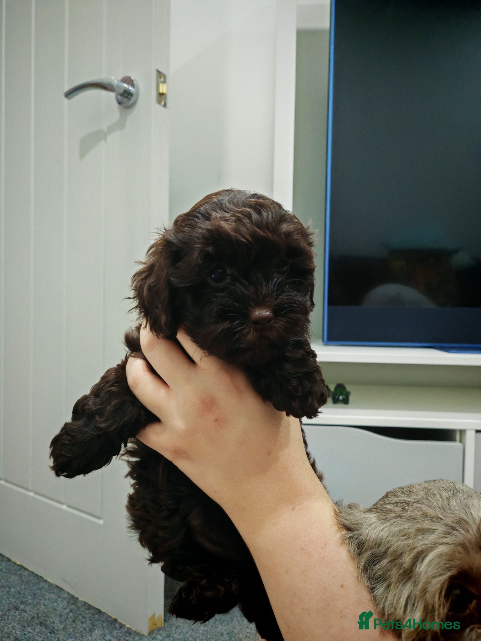 Shihpoo dogs shihpoo pups are ready 4 thr furever homes - Advert 3