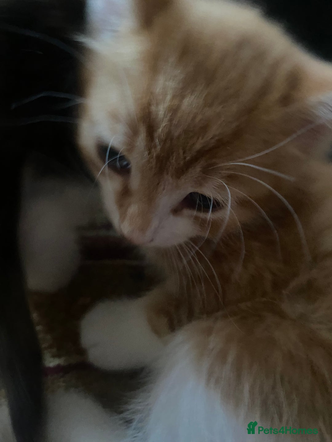 American Wirehair cats for sale: 4 kitten for sale - Image 2