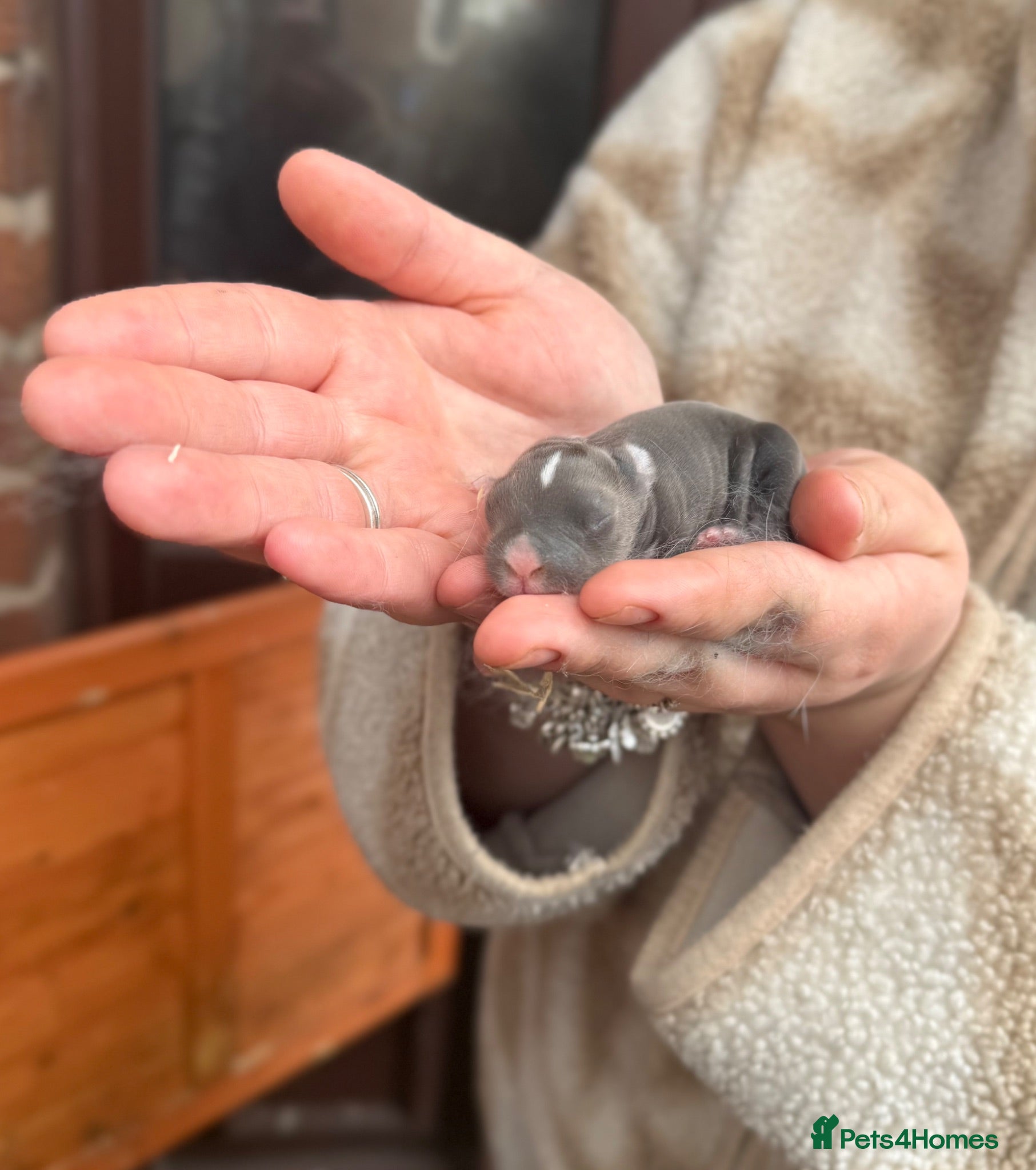 Netherland Dwarf rabbits 2 baby bunnies 🐰  - Advert 1