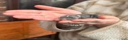 Netherland Dwarf rabbits for sale: 2 baby bunnies 🐰  - Advert 1
