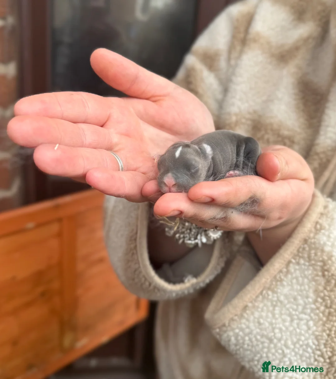 Netherland Dwarf rabbits for sale: 2 baby bunnies 🐰  - Advert 1