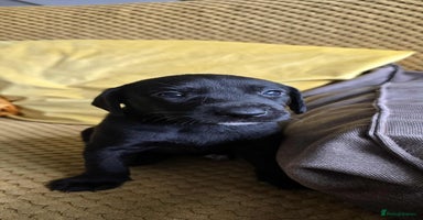 Mixed Breed dogs - Advert 11