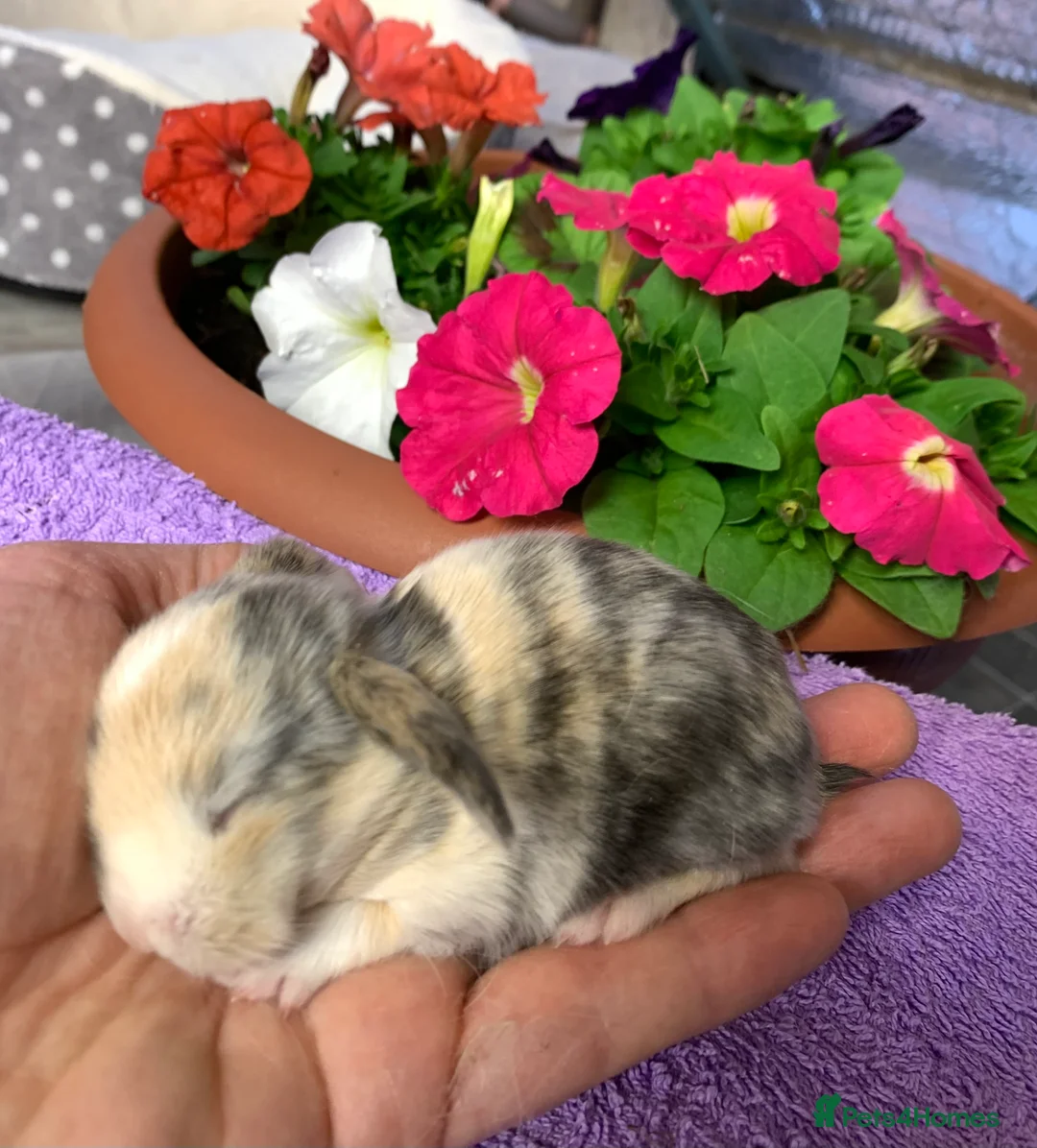 Mini Lop rabbits for sale: Gorgeous purebred baby mini lops ready to reserve - Advert 22