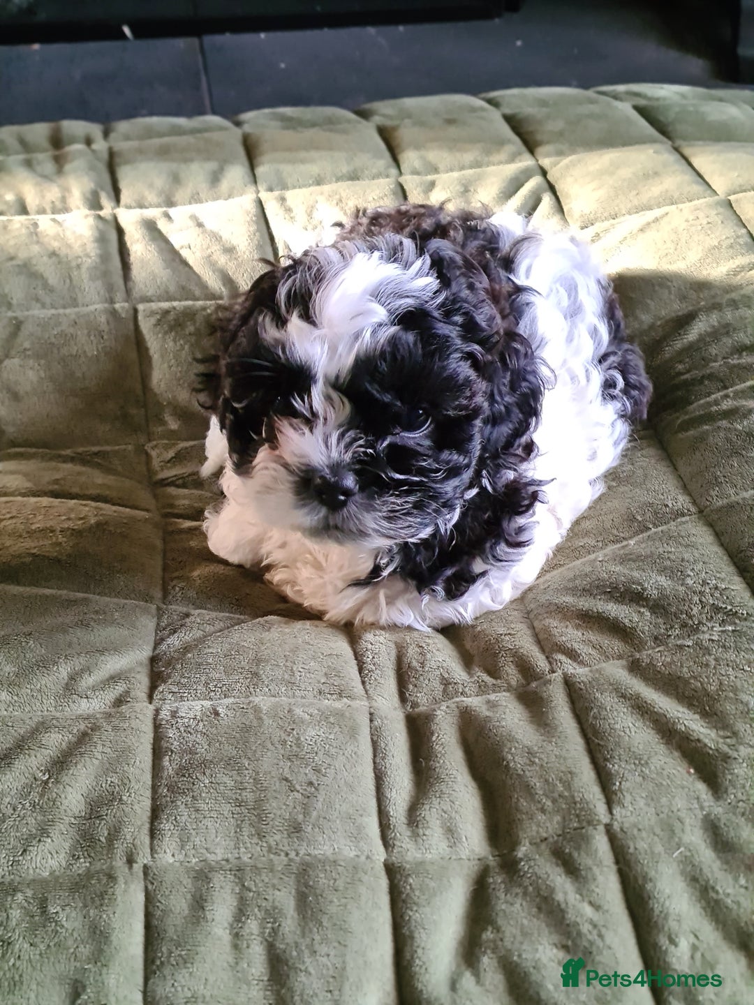 Shihpoo dogs for sale: 6 shihpoo puppy's got sale  - Advert 3