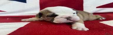 English Bulldog Boy Puppy 5