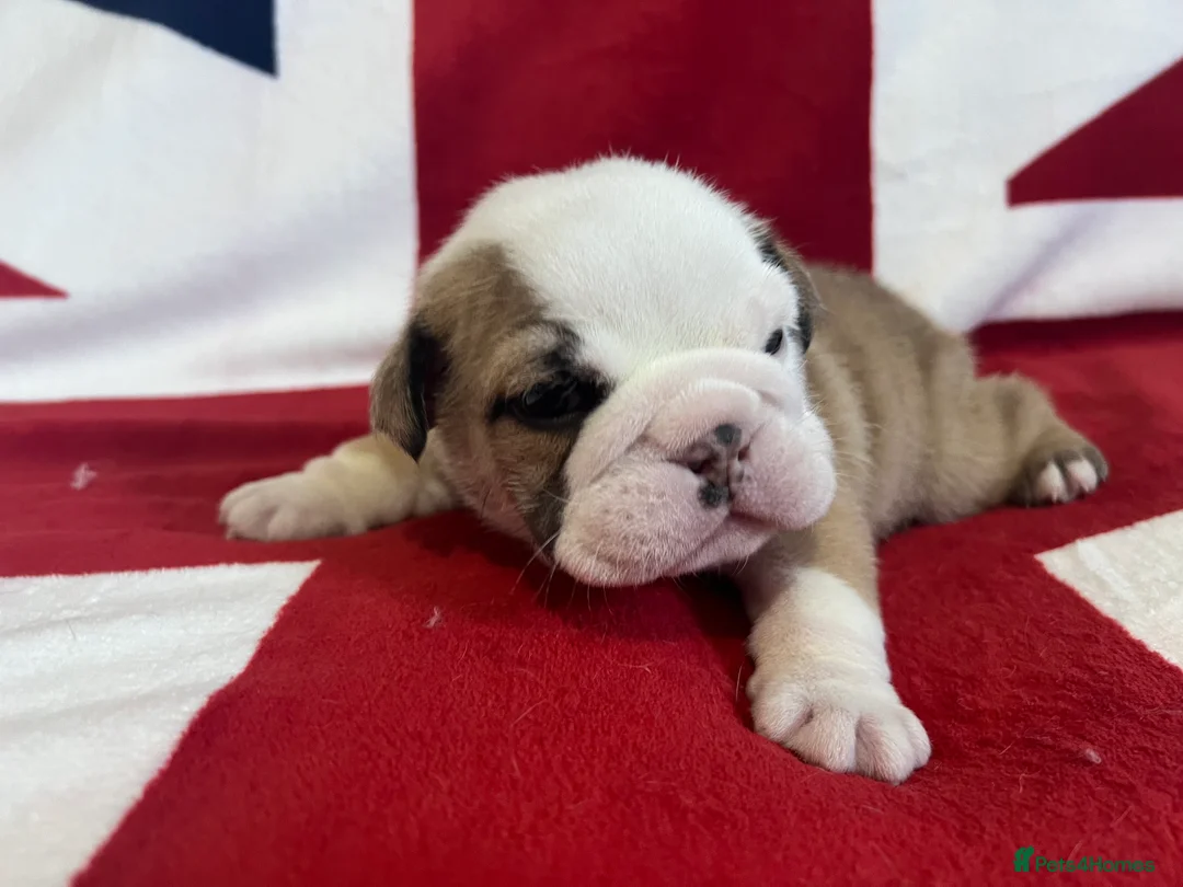 English Bulldog dogs for sale: 🏴󠁧󠁢󠁥󠁮󠁧󠁿 Best of British KC English Bulldogs in Ashington - Advert 2