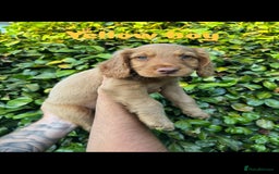 Cocker Spaniel dogs for sale: READY TO GO.. beautiful cocker spaniel puppies - Image 14