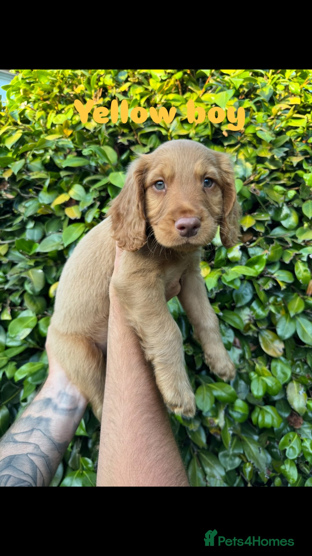 Cocker Spaniel dogs for sale: READY TO GO.. beautiful cocker spaniel puppies - Image 14