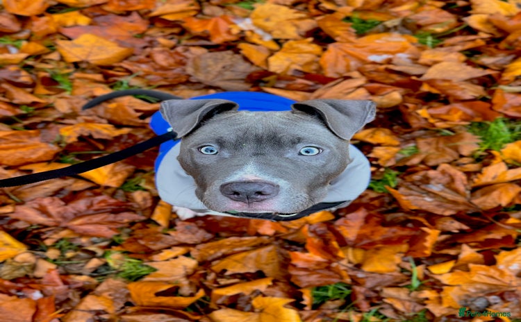 Mixed Breed dogs Staff mix dog looking for a house  - Advert 2