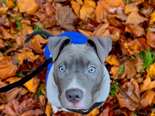 Mixed Breed dogs Staff mix dog looking for a house - Advert 3