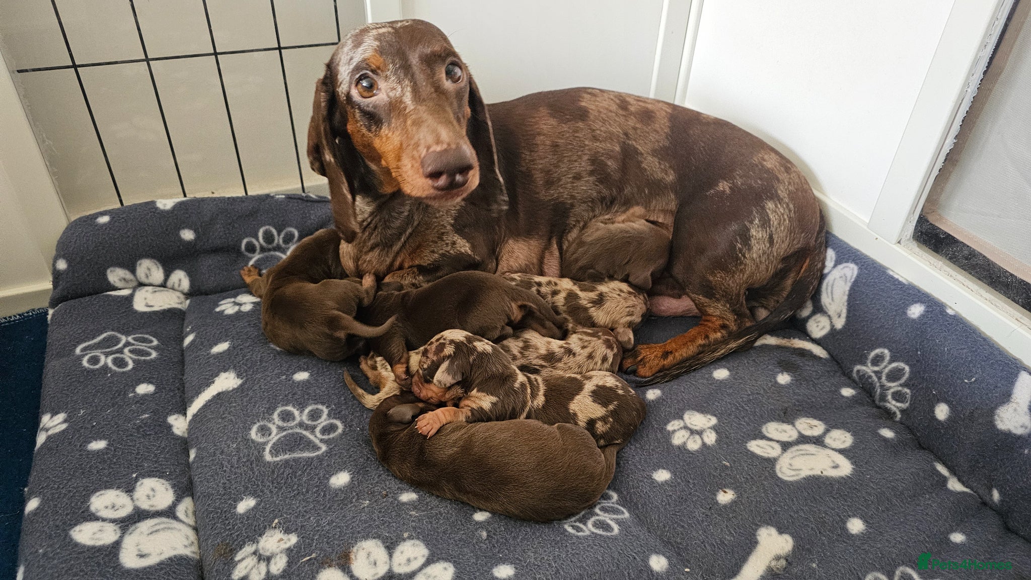 Dachshund dogs Stunning puppies, kc registered parents  - Advert 1