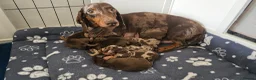 Dachshund dogs for sale: Stunning puppies, kc registered parents  - Advert 1