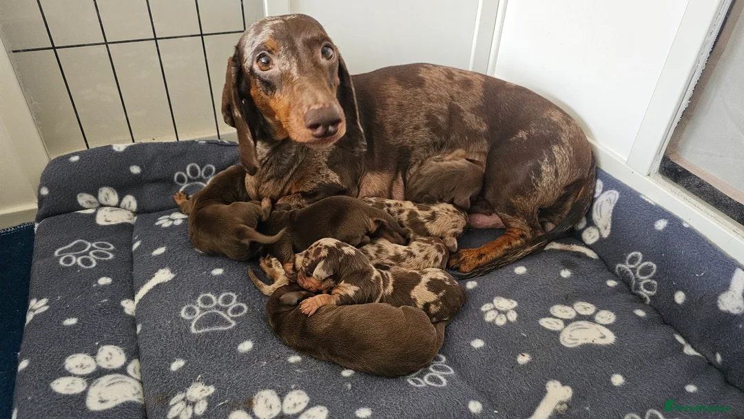 Dachshund dogs for sale: Stunning puppies, kc registered parents  - Advert 1