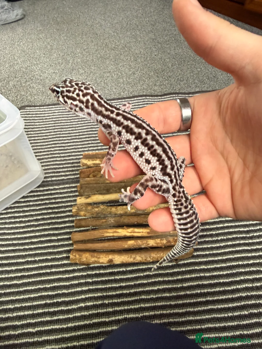 Leopard Gecko reptiles for sale: Leopards  - Advert 4
