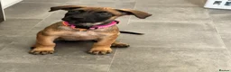 Mixed Breed dogs for sale: Dutch Herder X F1 Bull Herder puppies - Advert 7