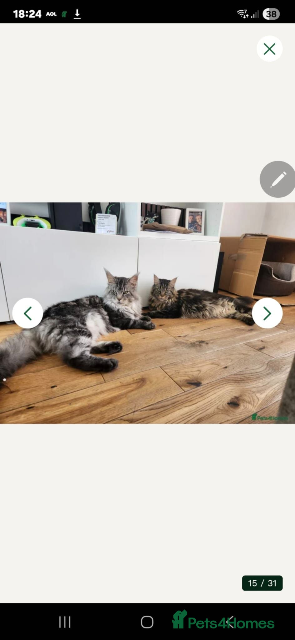 Maine Coon cats Ready now Stunning pure maine coons 1b 1g  - Advert 14