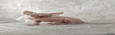 Sphynx Kitten 3