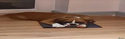 Boxer dogs for sale: Beautiful boxer puppies  in Blackwood - Advert 7