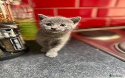 Russian Blue cats for sale: Russian Blue kittens  - Image 8