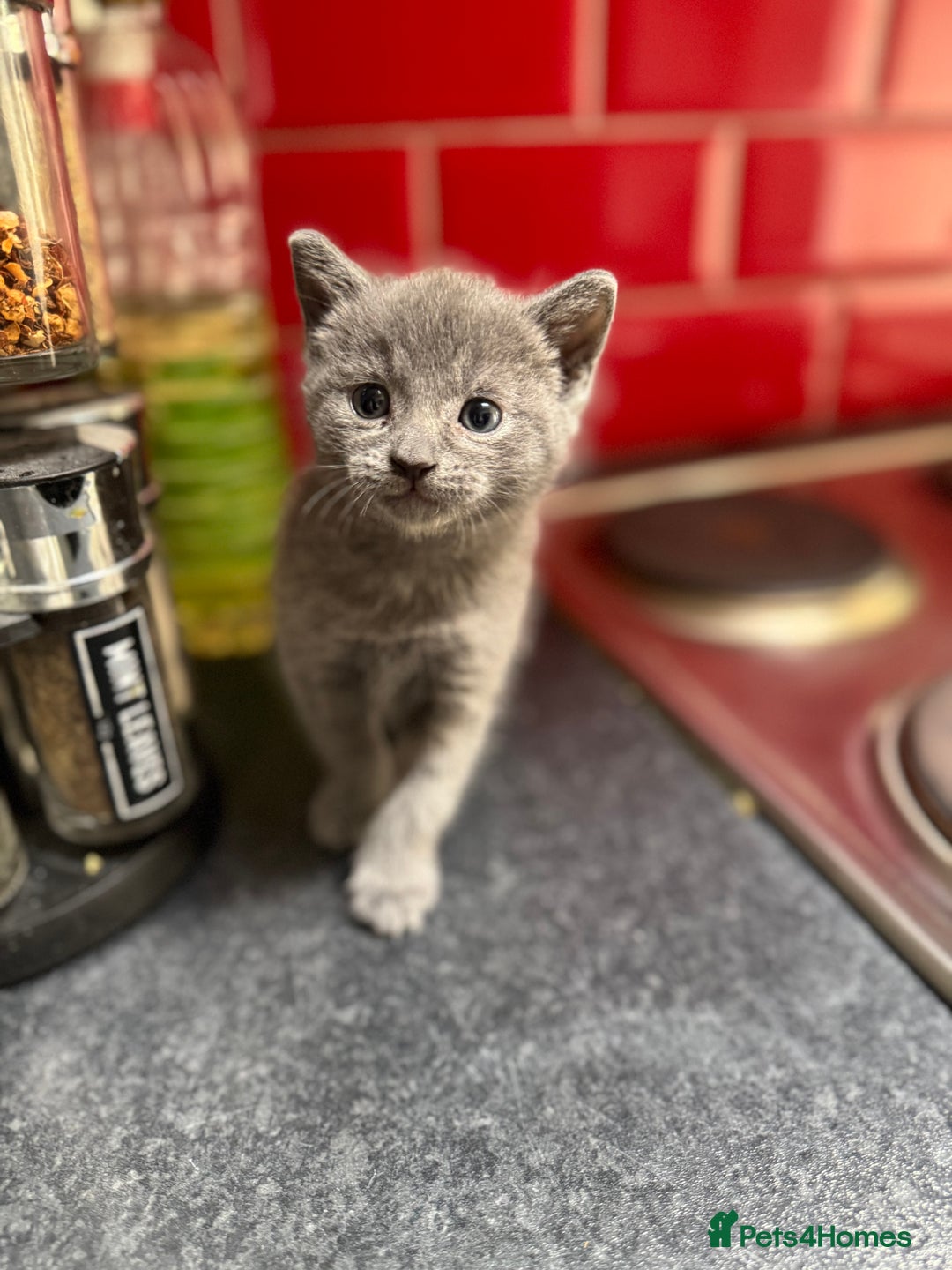 Russian Blue cats for sale: Russian Blue kittens  - Image 8