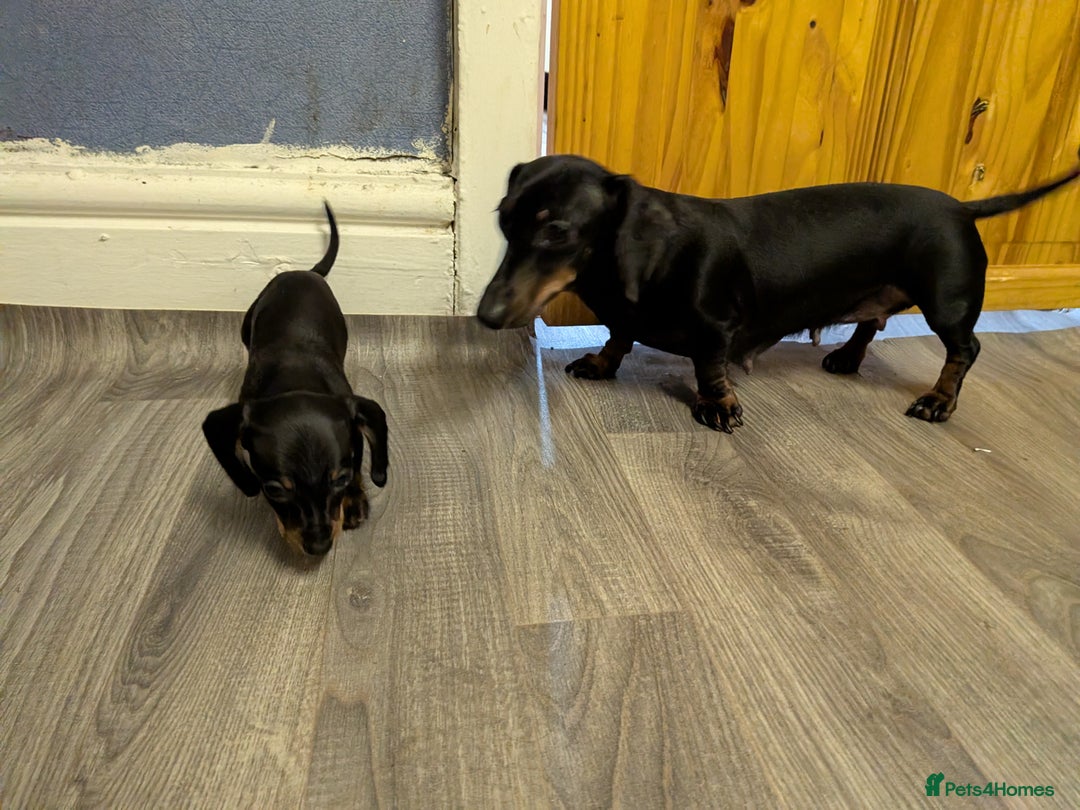 Dachshund dogs for sale: Burnley - Advert 7