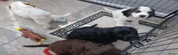 Sprocker dogs for sale: Show f1 Sprocker spaniel puppies - Advert 11