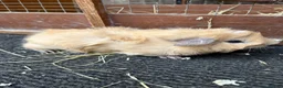 Guinea Pig rodents for sale: Guinea pigs - Advert 5