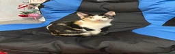 Mixed Breed cats for sale: Ginger Kitten - Advert 2
