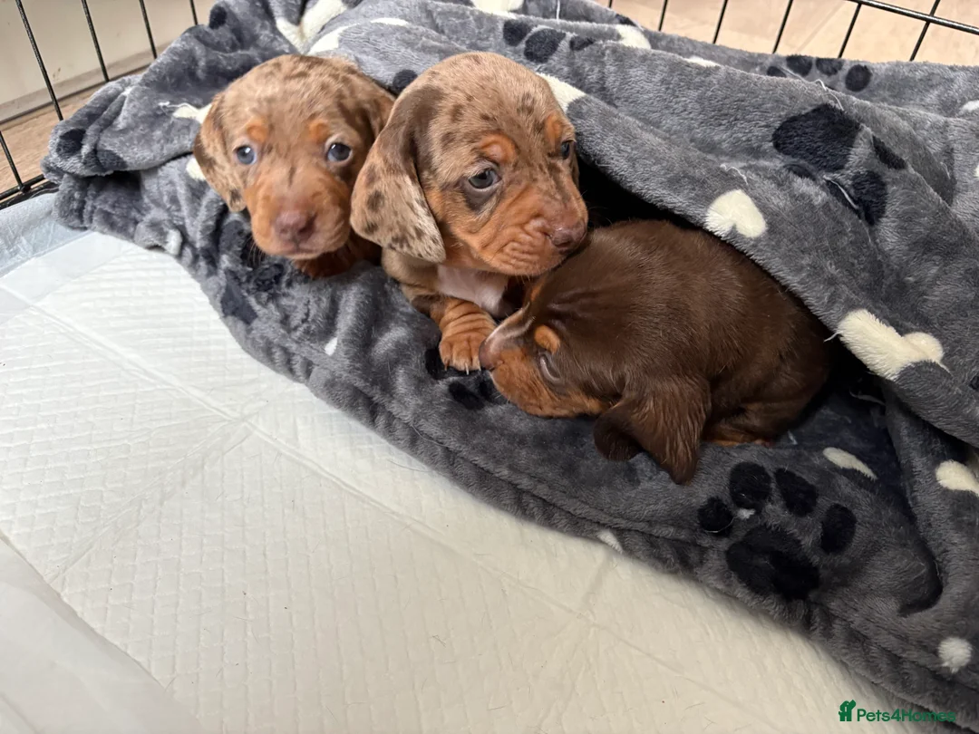 Miniature Dachshund dogs for sale: Miniature dachshund  - Advert 9
