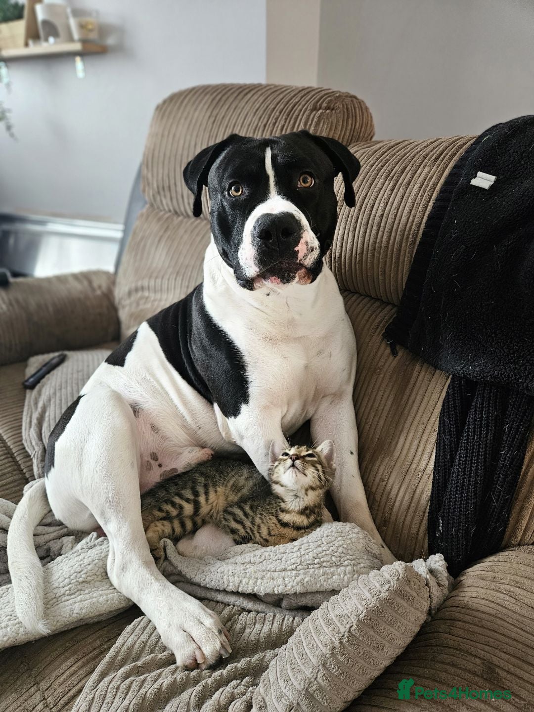 Mixed Breed dogs for stud: Staffy Cross American Bulldof For Stud - Advert 3