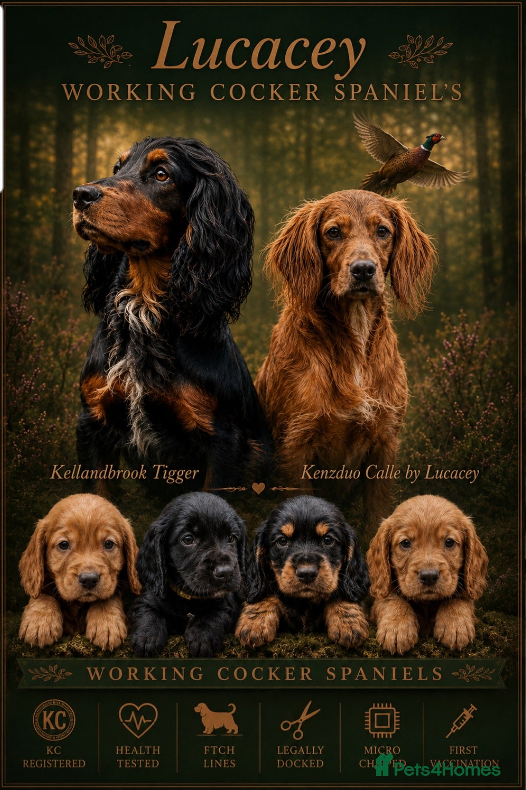 Cocker Spaniel dogs KC Working Cocker Pups. Health tested. FTCH Lines. - Advert 5