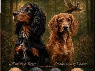 Cocker Spaniel dogs KC Working Cocker Pups. Health tested. FTCH Lines. - Advert 2