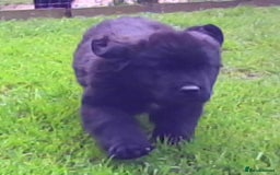Newfoundland dogs for sale: Newfoundland Puppy 3 - Pedigree Newfoundland Female Puppy READY NOW - Image 14