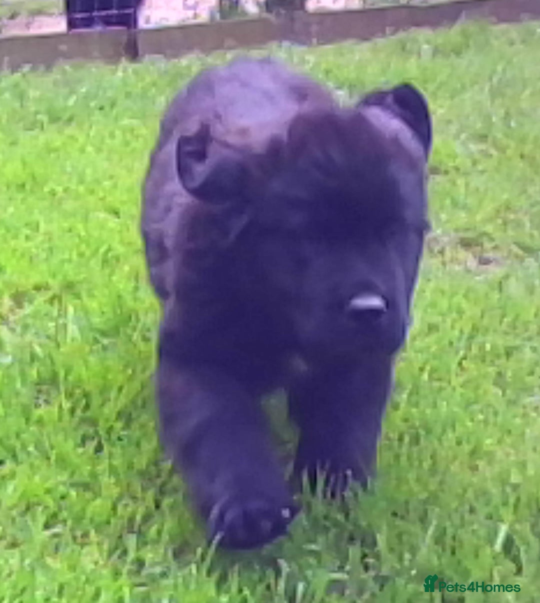 Newfoundland dogs for sale: Newfoundland Puppy 3 - Pedigree Newfoundland Female Puppy READY NOW - Image 14