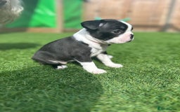 Boston Terrier dogs for sale: WILDAX Boston Terrier pups (2 girls left!) - Image 11
