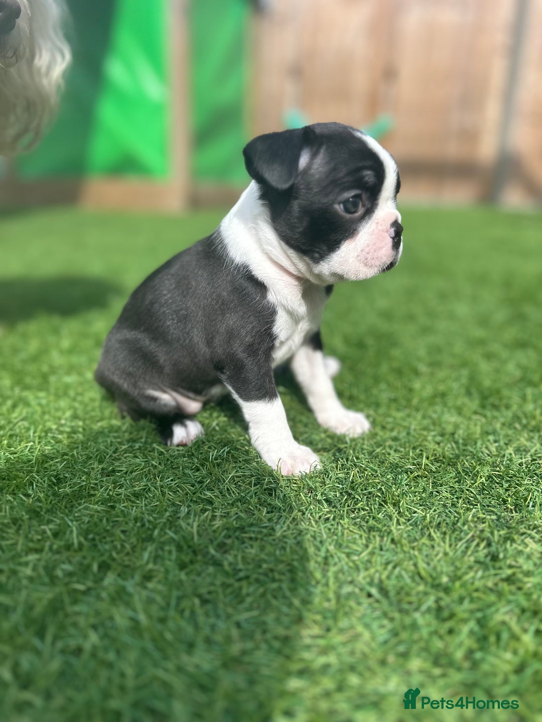 Boston Terrier dogs for sale: WILDAX Boston Terrier pups (2 girls left!) - Image 11