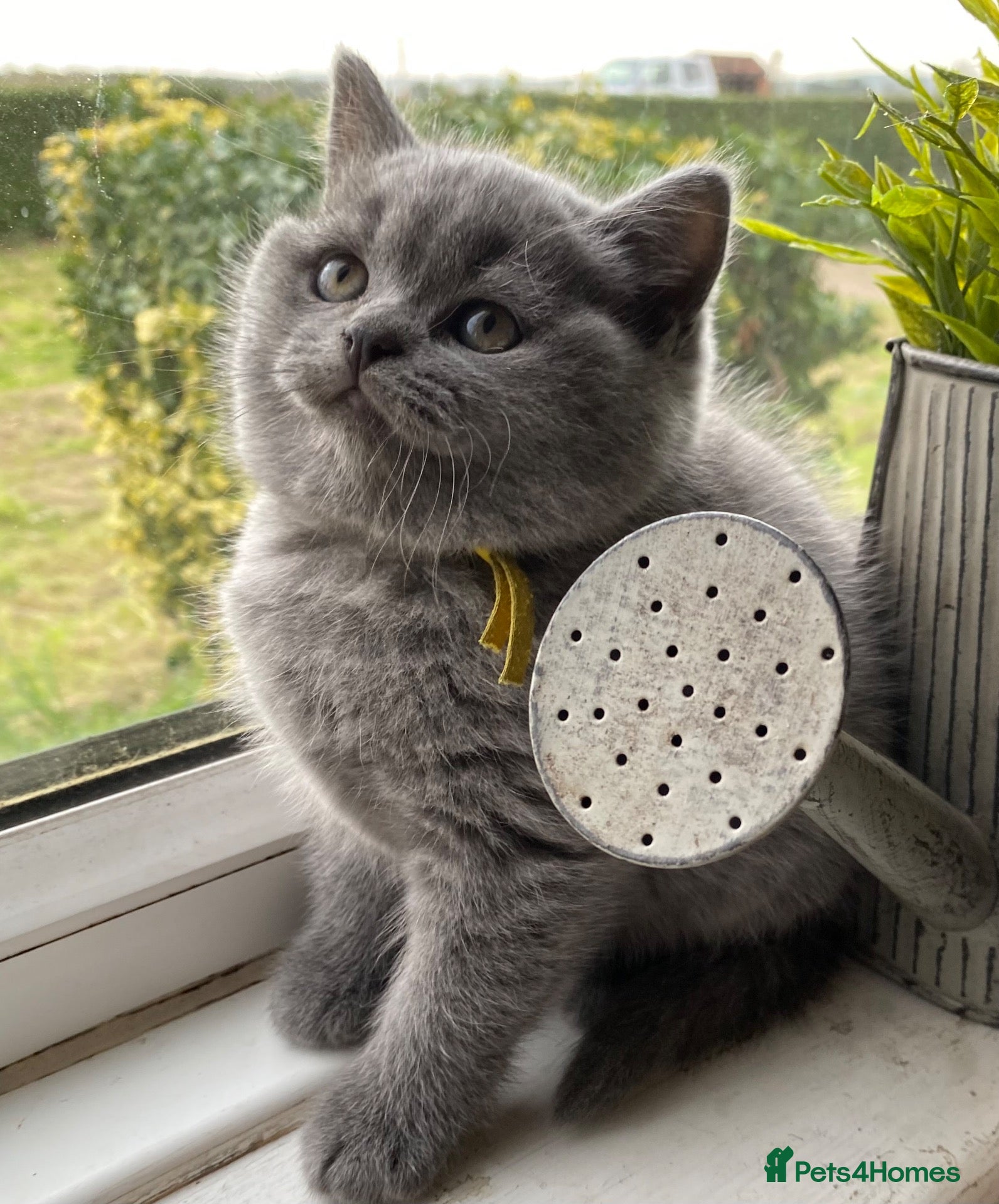 British Shorthair cats for sale: GCCF active/pet British Shorthaired kittens - Advert 12